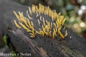 Attēlu rezultāti vaicājumam “Calocera cornea”