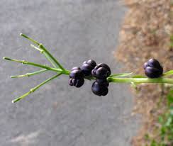 Attēlu rezultāti vaicājumam “Cardamine impatiens fruit”