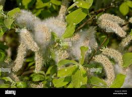 Attēlu rezultāti vaicājumam “Salix caprea fruit”