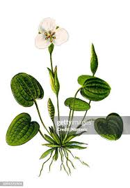 Attēlu rezultāti vaicājumam “Hydrocharis morsus-ranae flower”