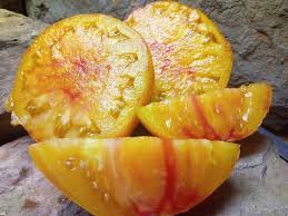 Afbeeldingsresultaat voor blushing yellow tomato