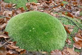 Attēlu rezultāti vaicājumam “Leucobryum juniperoideum”