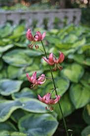 Image result for Lilium martagon `Manitoba Fox`