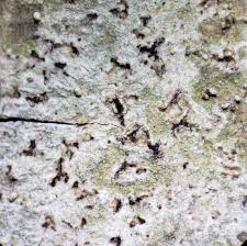 Attēlu rezultāti vaicājumam “Arthonia spadicea”