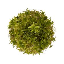 Attēlu rezultāti vaicājumam “Sphagnum”