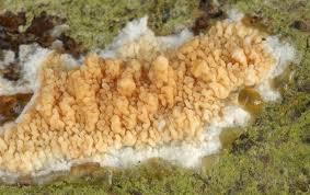 Attēlu rezultāti vaicājumam “Phlebia rufa”