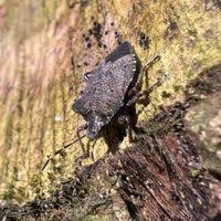 Attēlu rezultāti vaicājumam “Troilus luridus”