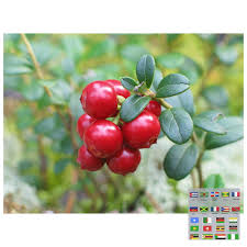 Attēlu rezultāti vaicājumam “Vaccinium vitis-idaea fruit”