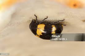 Attēlu rezultāti vaicājumam “Diaperis boleti nest”