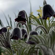 Attēlu rezultāti vaicājumam “Pulsatilla pratensis flower”