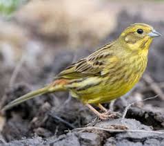 Attēlu rezultāti vaicājumam “Emberiza citrinella juvenile”