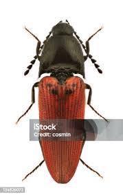 Attēlu rezultāti vaicājumam “Ampedus balteatus”