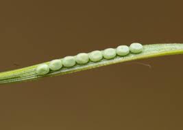 Attēlu rezultāti vaicājumam “Bupalus piniaria male”
