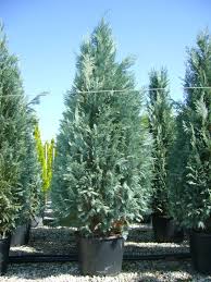 Attēlu rezultāti vaicājumam “Chamaecyparis lawsoniana”