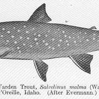 Image result for Salvelinus malma