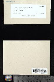 Attēlu rezultāti vaicājumam “Isopaches bicrenatus”