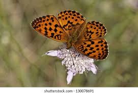 Attēlu rezultāti vaicājumam “Brenthis daphne upperside”