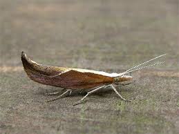 Attēlu rezultāti vaicājumam “Ypsolopha dentella”