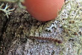 Attēlu rezultāti vaicājumam “Phalonidea permixtana”