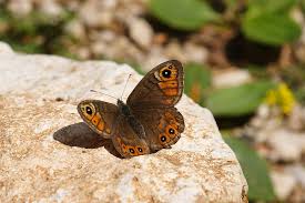 Attēlu rezultāti vaicājumam “Lasiommata petropolitana”