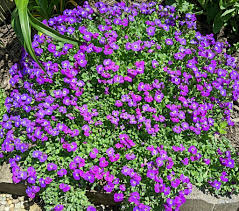 Image result for Aubrieta hybrida (cultorum)