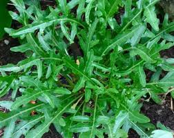Attēlu rezultāti vaicājumam “Diplotaxis tenuifolia bud”