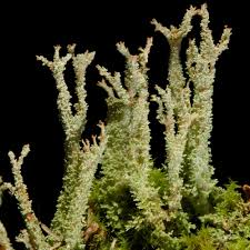 Attēlu rezultāti vaicājumam “Cladonia squamosa”
