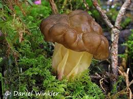 Attēlu rezultāti vaicājumam “Gyromitra”