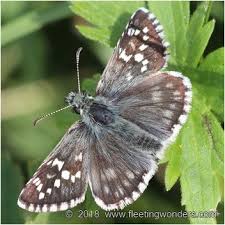 Attēlu rezultāti vaicājumam “Pyrgus serratulae”