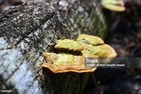 Attēlu rezultāti vaicājumam “Trametes gibbosa”