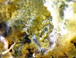 Attēlu rezultāti vaicājumam “Badhamia lilacina”