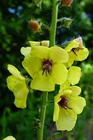 Image result for Verbascum blattaria