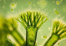 Attēlu rezultāti vaicājumam “Nostoc pruniforme macro”