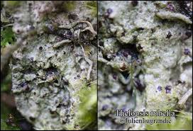 Attēlu rezultāti vaicājumam “Thelopsis rubella”