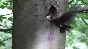 Attēlu rezultāti vaicājumam “Dryocopus martius nest”