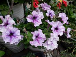 Image result for Petunia hybrida