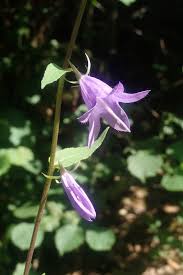 Attēlu rezultāti vaicājumam “Campanula rapunculoides”