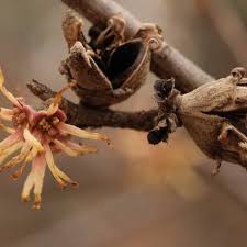 Attēlu rezultāti vaicājumam “Hamamelis vernalis bud”