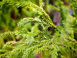 Attēlu rezultāti vaicājumam “Thuja occidentalis leaf”