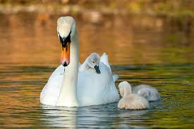 Attēlu rezultāti vaicājumam “Cygnus olor juvenile”