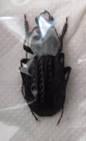 Attēlu rezultāti vaicājumam “Carabus clathratus”