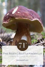 Attēlu rezultāti vaicājumam “Boletus pinophilus”