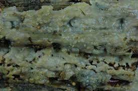 Attēlu rezultāti vaicājumam “Sebacina incrustans”