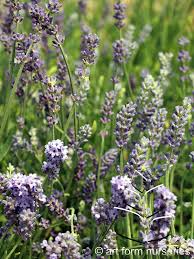 Attēlu rezultāti vaicājumam “Lavandula angustifolia flower”