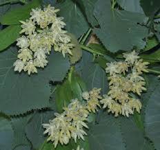 Attēlu rezultāti vaicājumam “Tilia x moltkei”