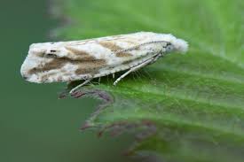 Attēlu rezultāti vaicājumam “Thiodia citrana”