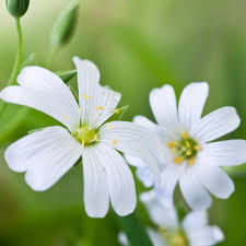 Attēlu rezultāti vaicājumam “Stellaria media flower”