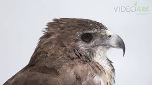 Attēlu rezultāti vaicājumam “Buteo buteo adult”