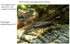 Attēlu rezultāti vaicājumam “Raphidioptera imago”