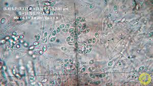 Attēlu rezultāti vaicājumam “Ombrophila violacea”